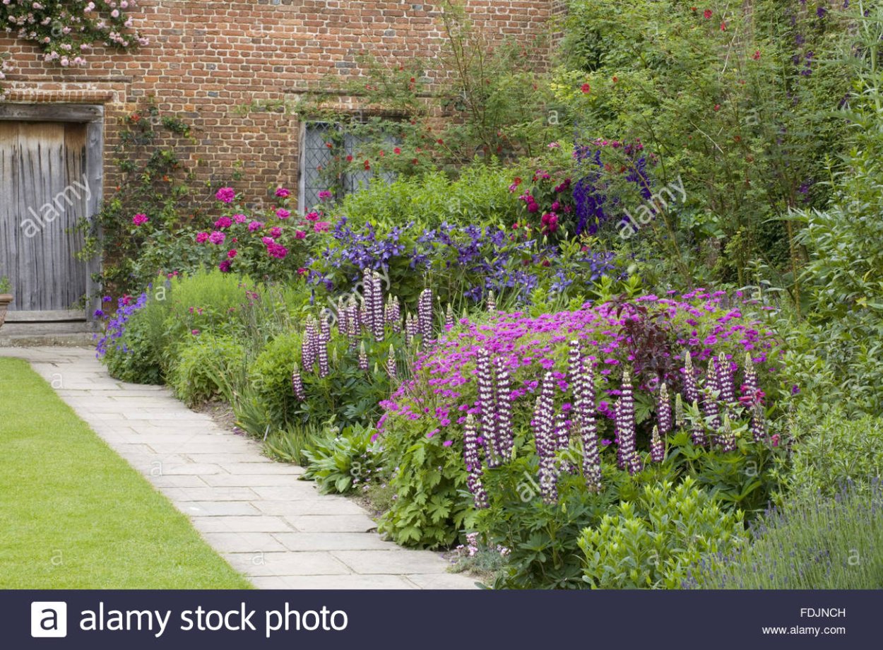 Люпин в миксбордере