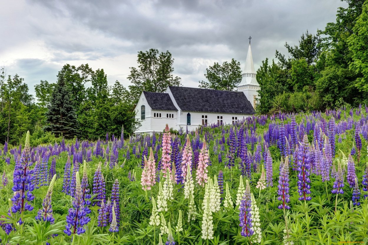Рокарий хвойники злаки шалфей Лаванда