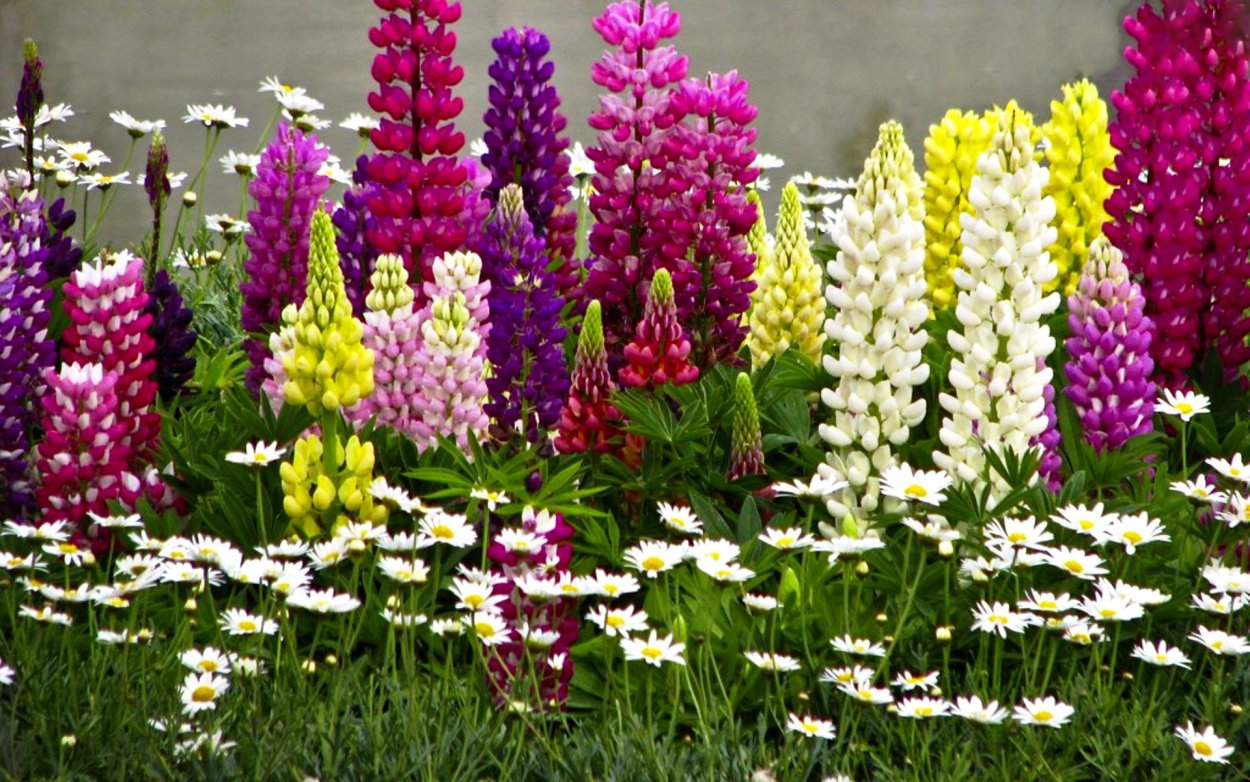 Цветы люпины многолетние