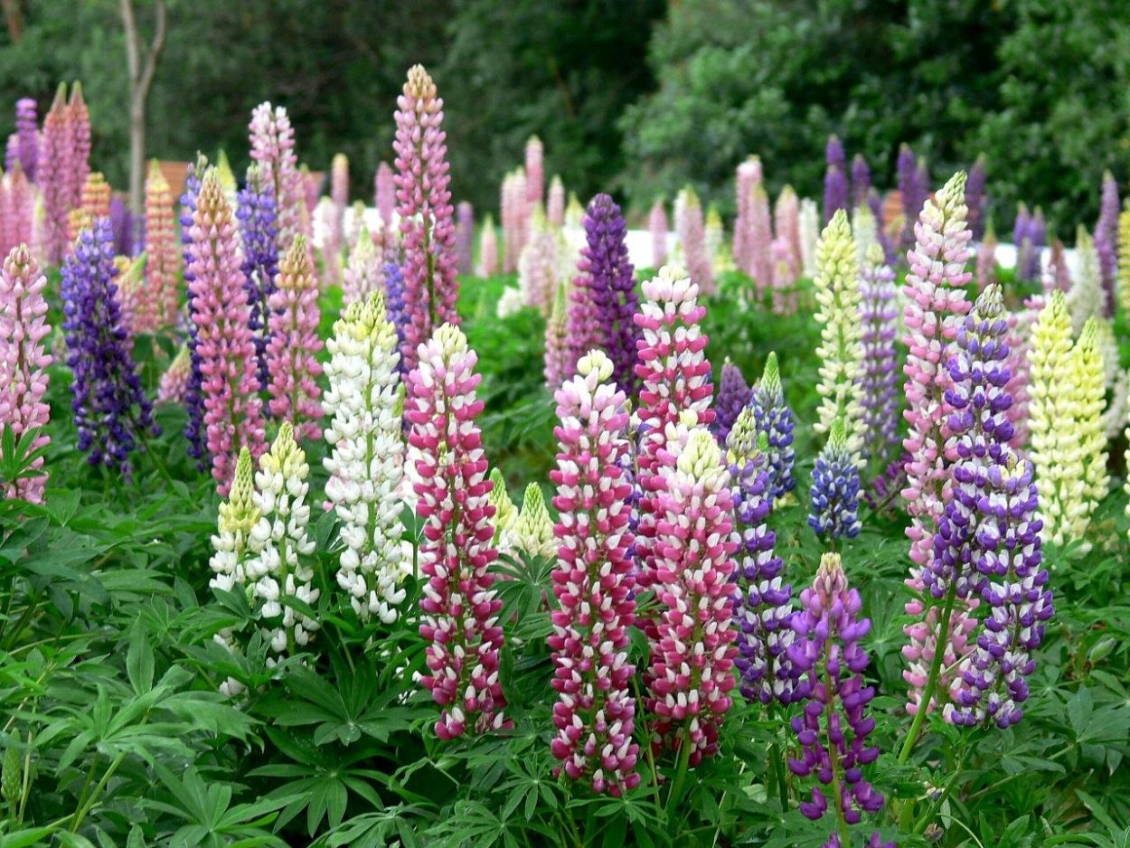 Теневой миксбордер можжевельником