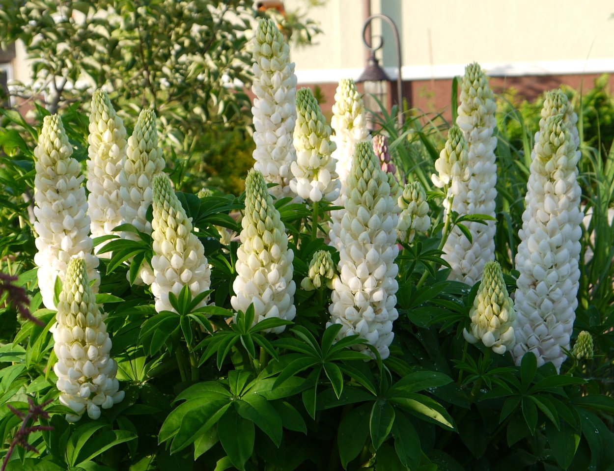 Шалфей Дубравный (Nepeta faassenii)