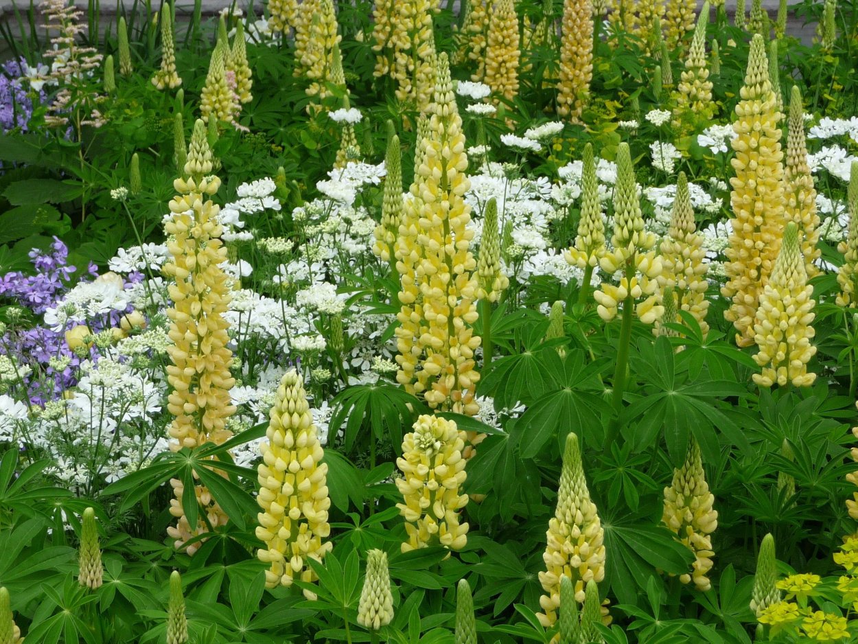 Пионы и люпины