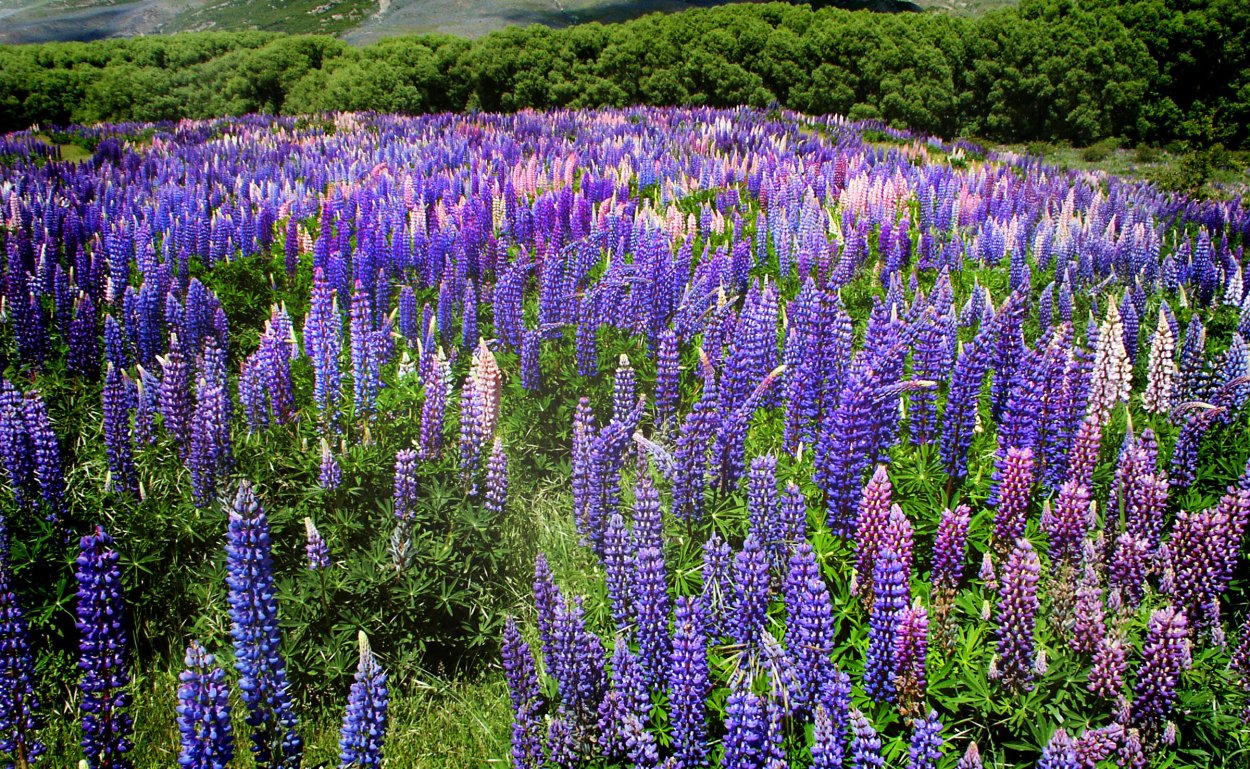 Дельфиниум многолетний на клумбе