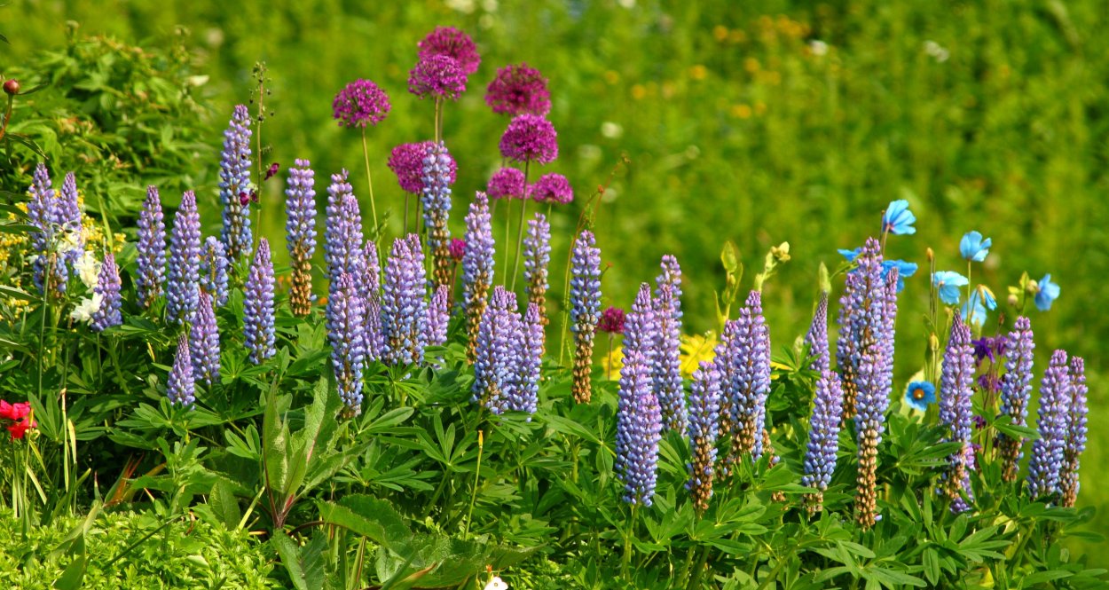 Дельфиниум в миксбордере