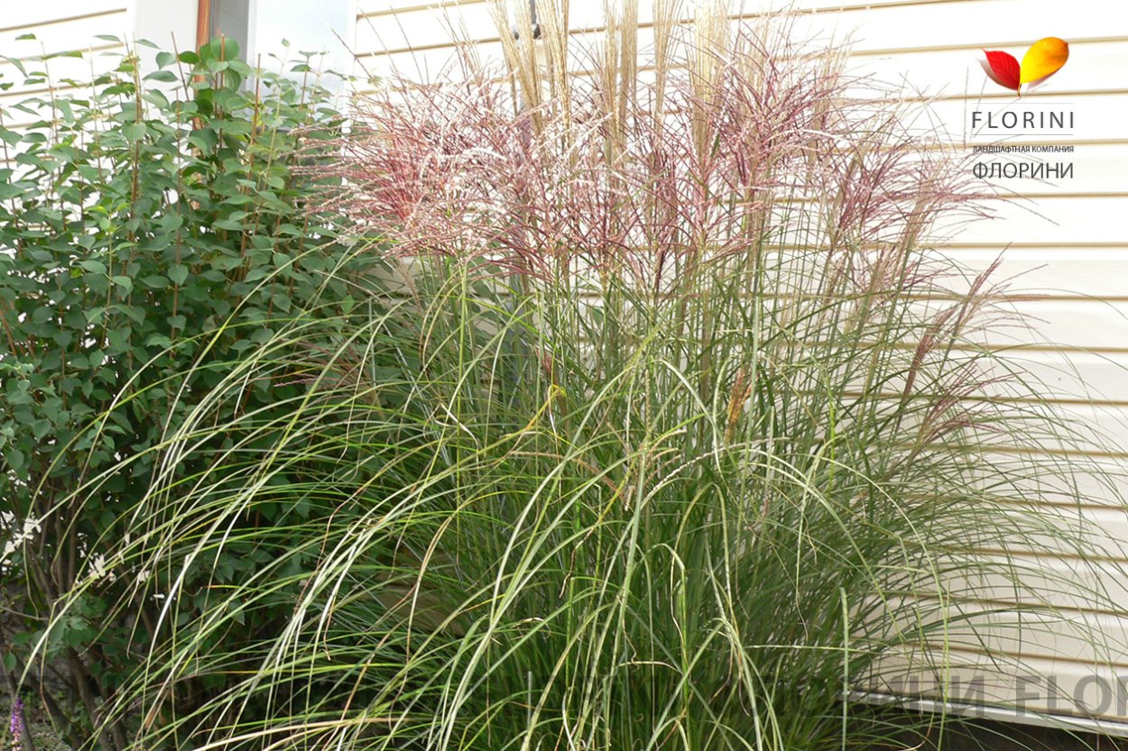 Miscanthus Gracillimus