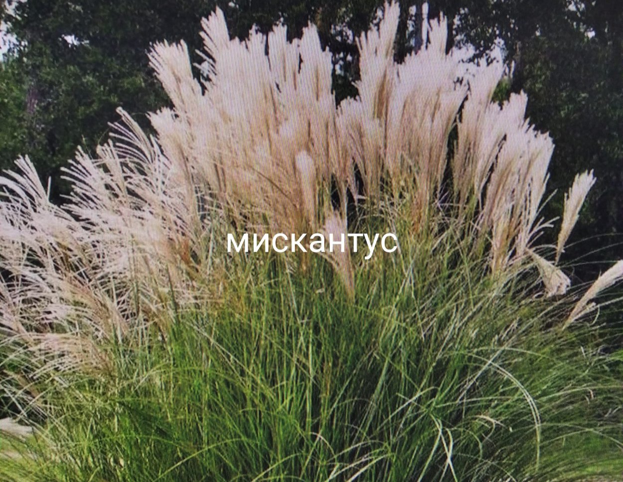Мискантус китайский Gracillimus