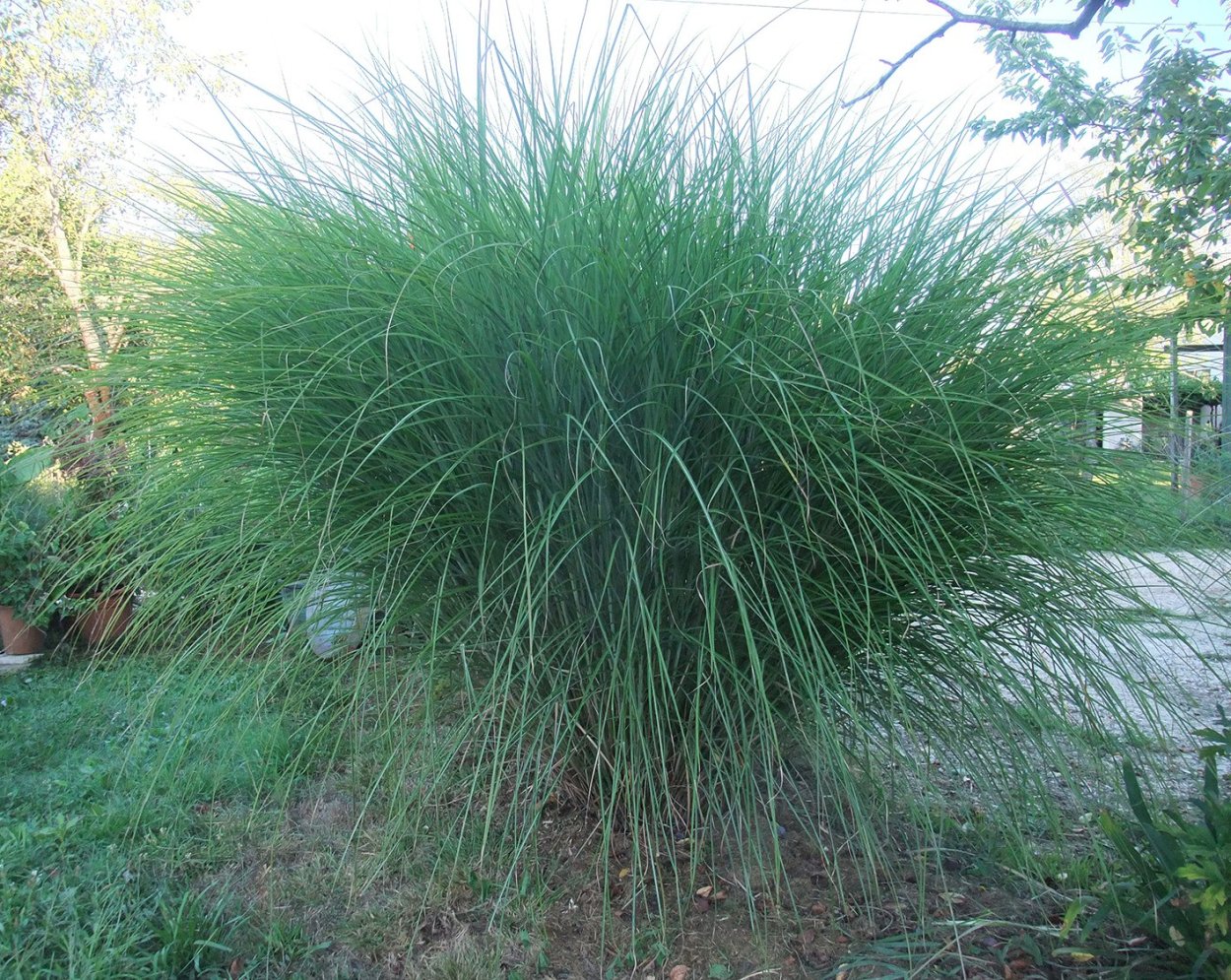 Мискантус Gracillimus