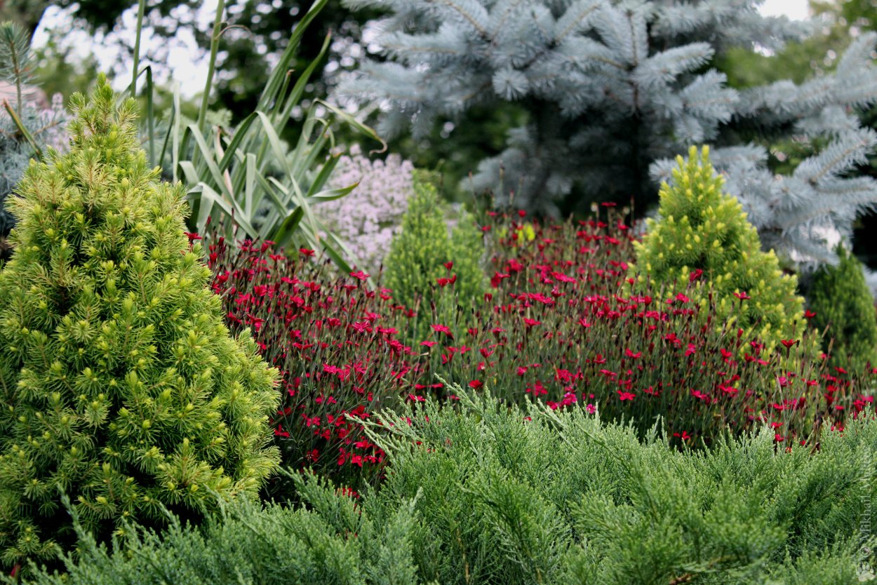 Хвойники сосна можжевельник
