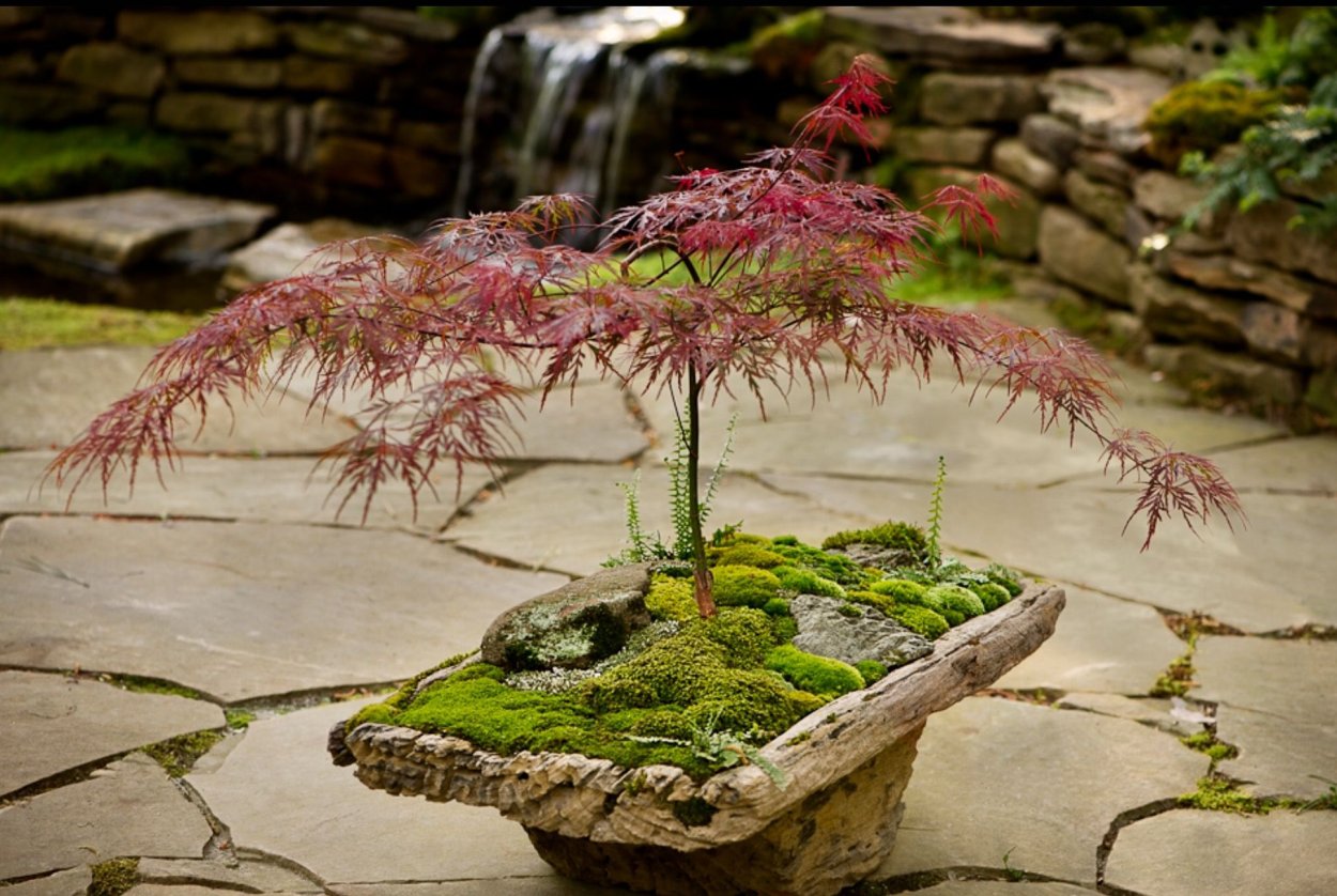 Каменные сады Японии бонсай