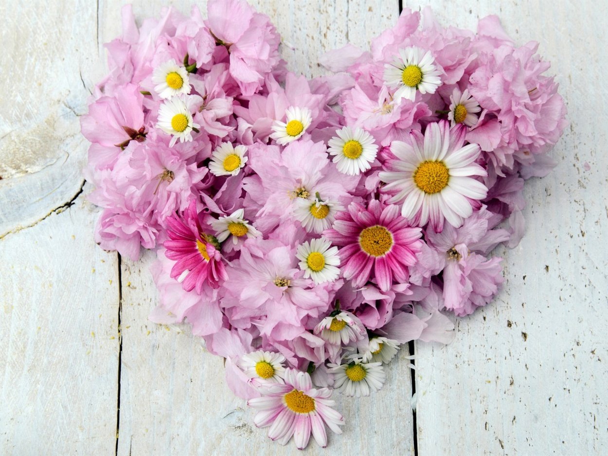 Ромашки и земляника