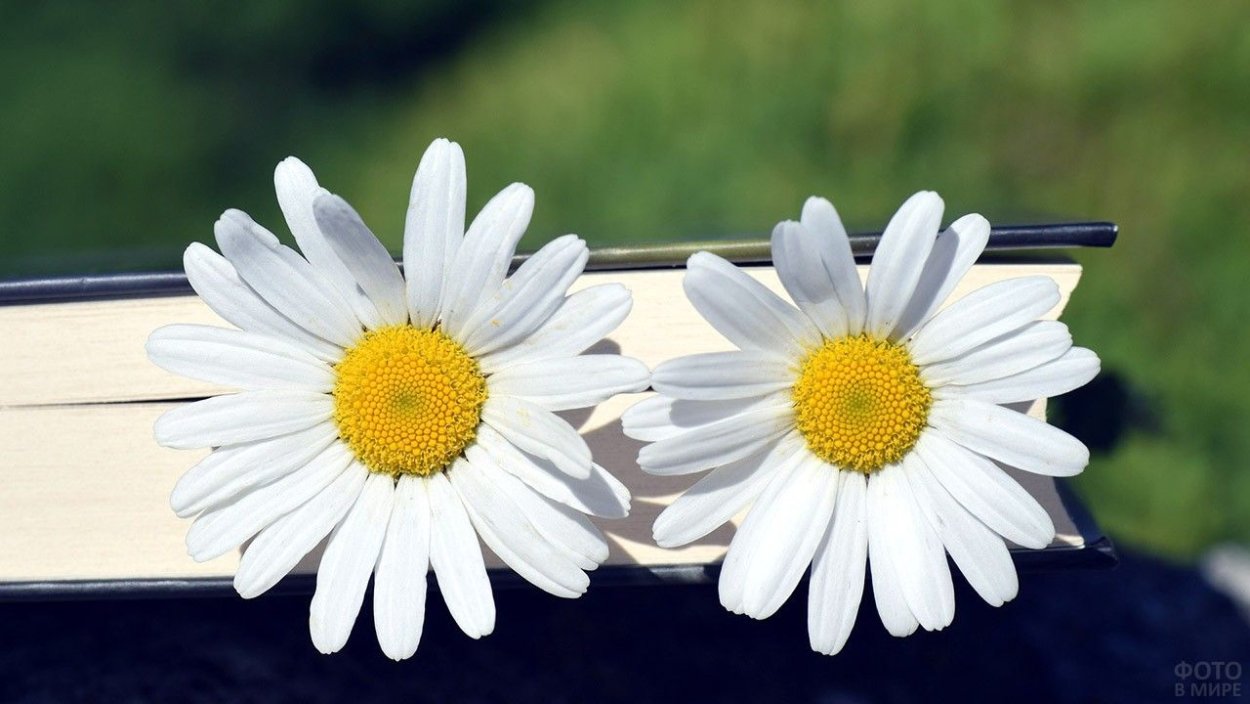 Сердце из цветов