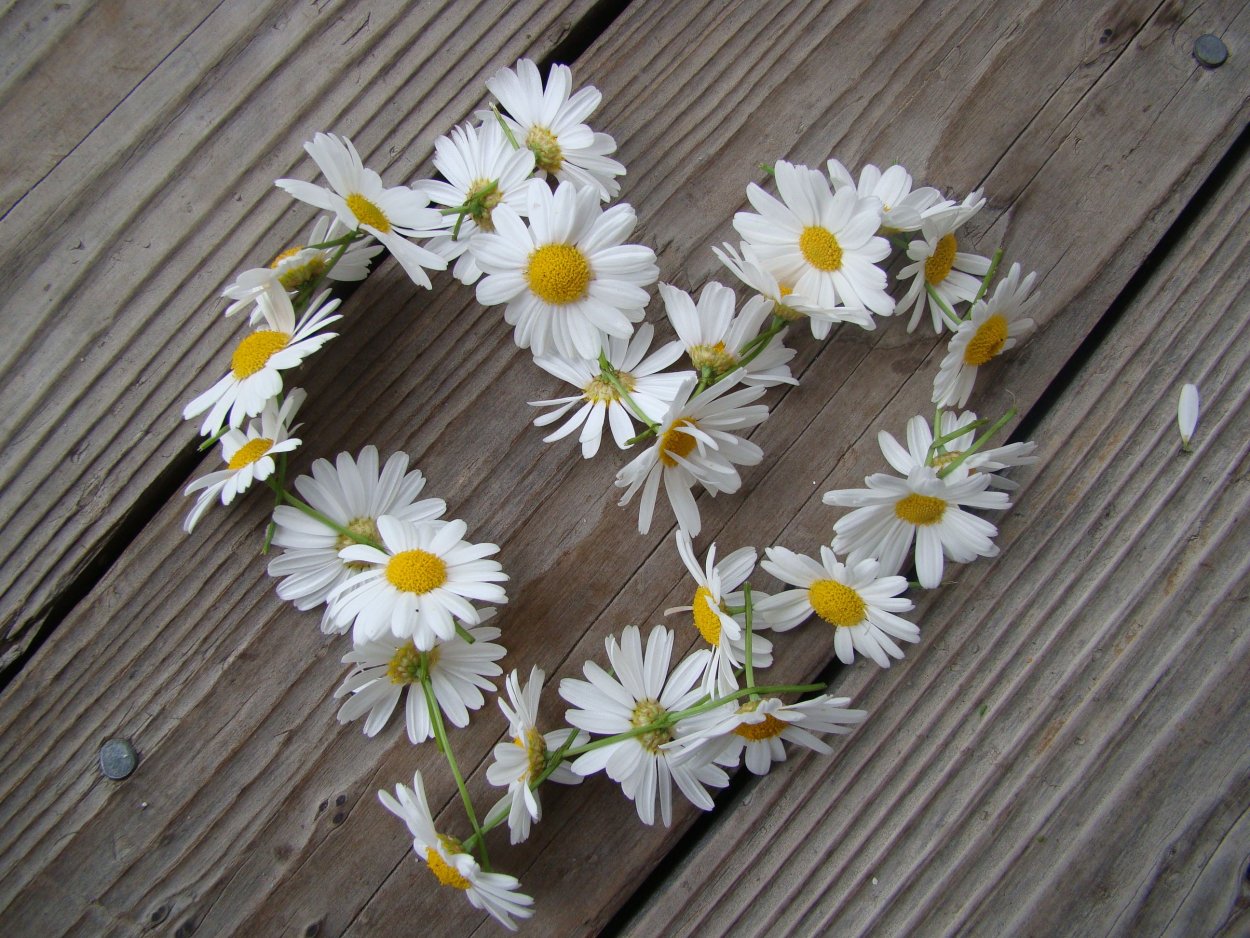 Сердце из ромашек