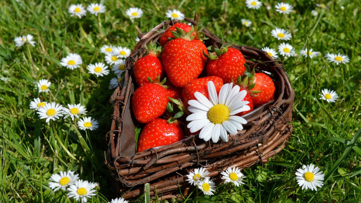 Сердечко из ромашек