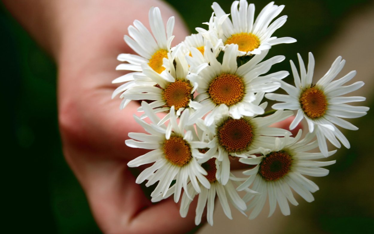 Сердце из ромашек