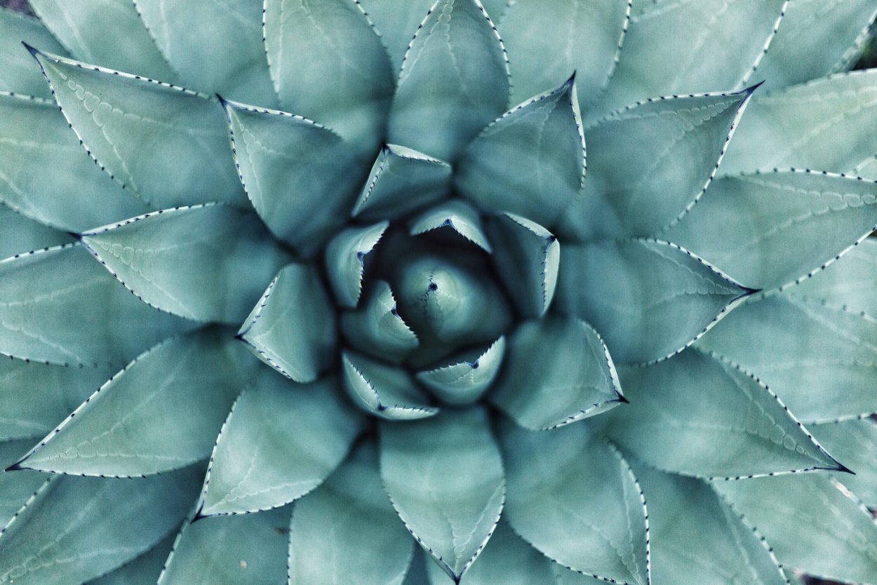 Суккулент Agave бирюзовый