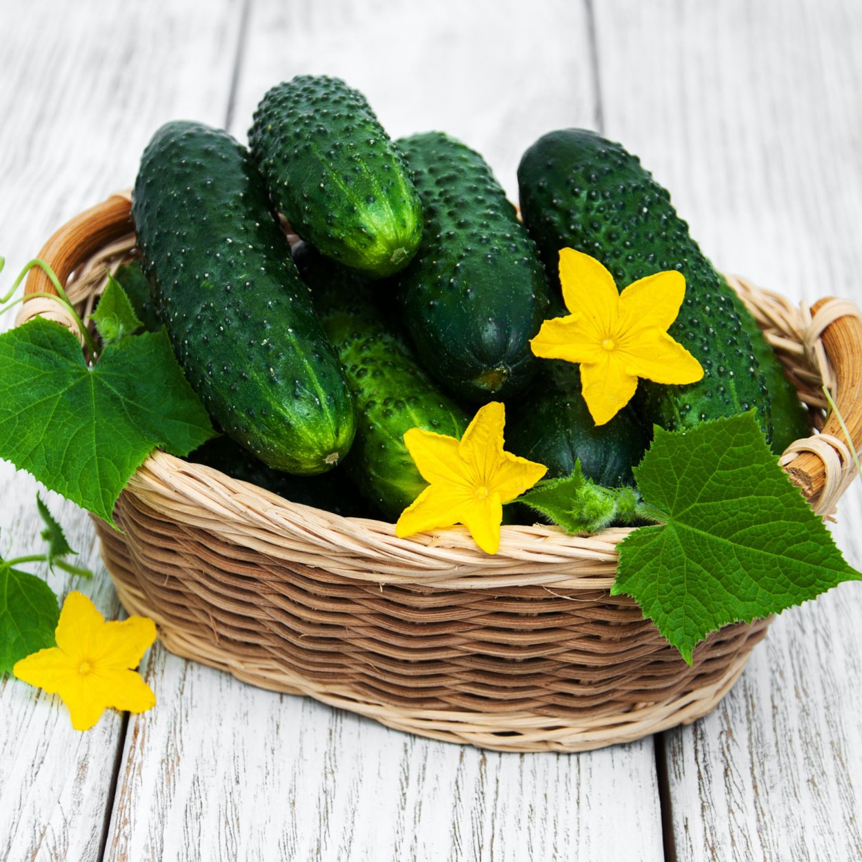 Огурцы свежие