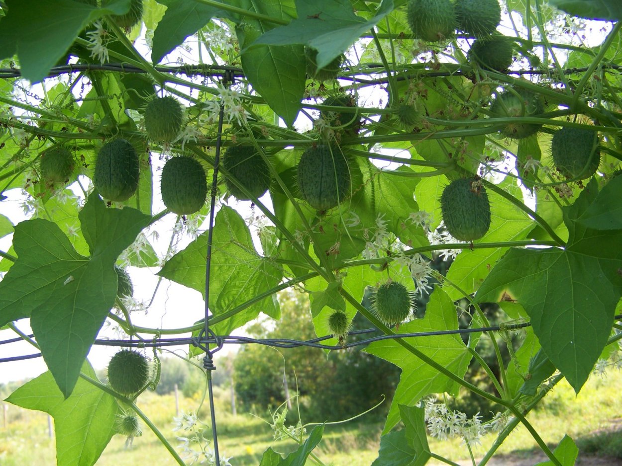 Эхиноцистис всходы