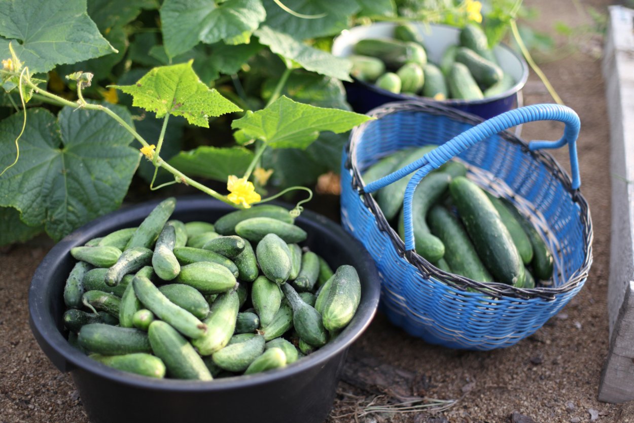 Огурец Степной