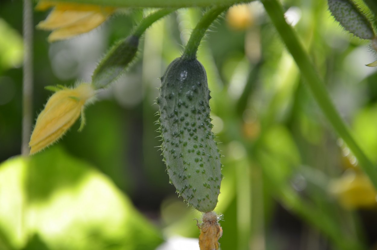 ШИПАСТЫЙ огурец