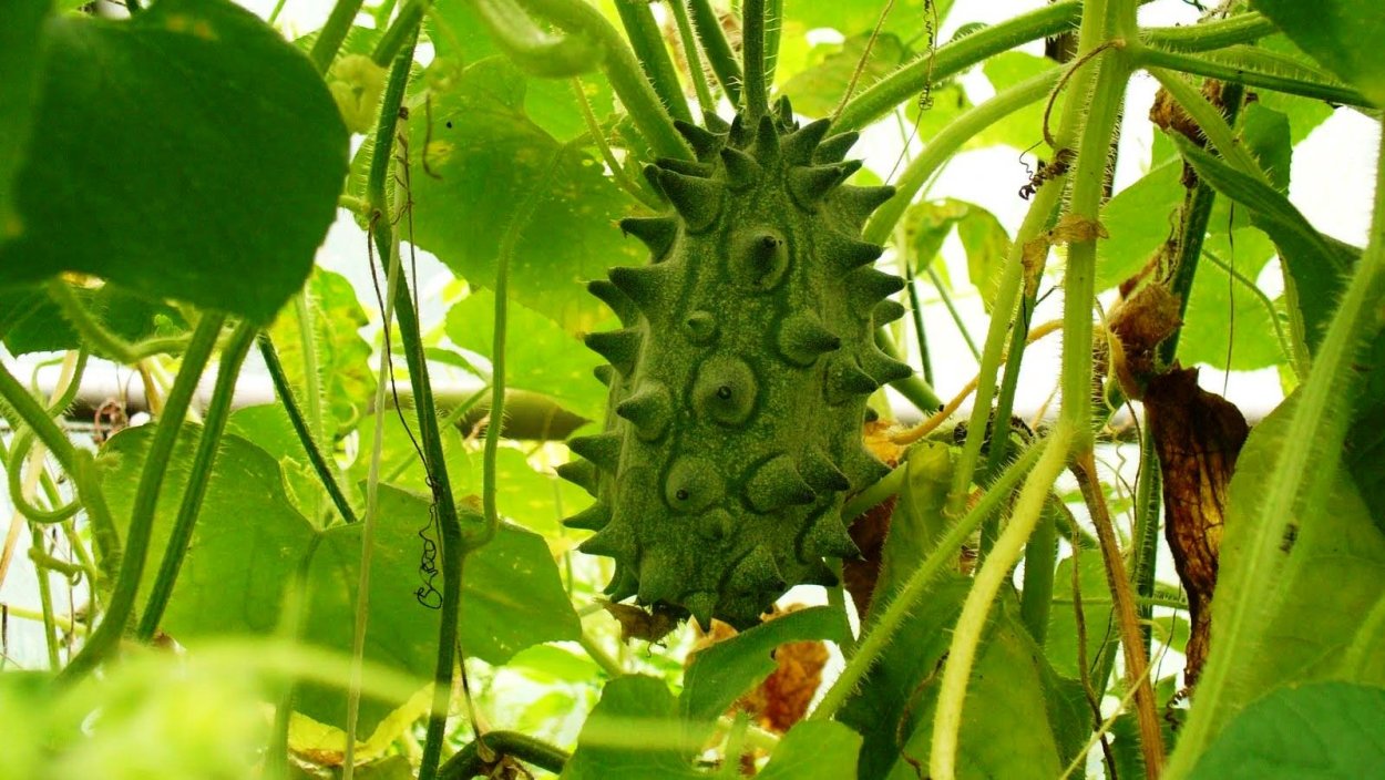 Кивано/рогатая дыня