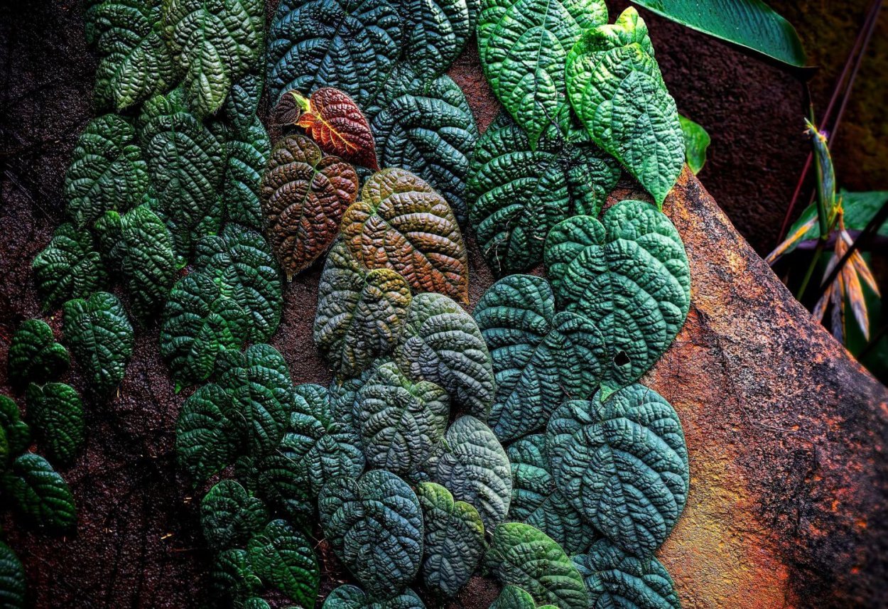 Тропические растения