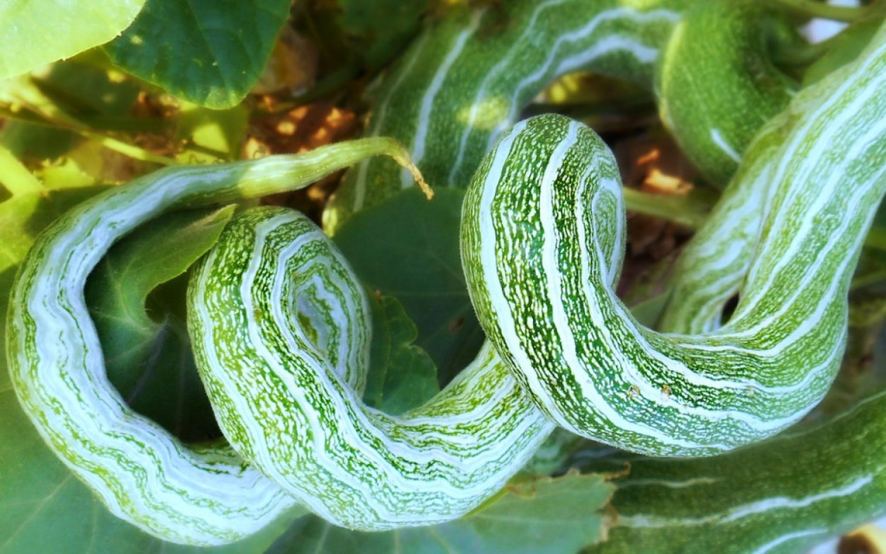 Трихозант японский змеевидный