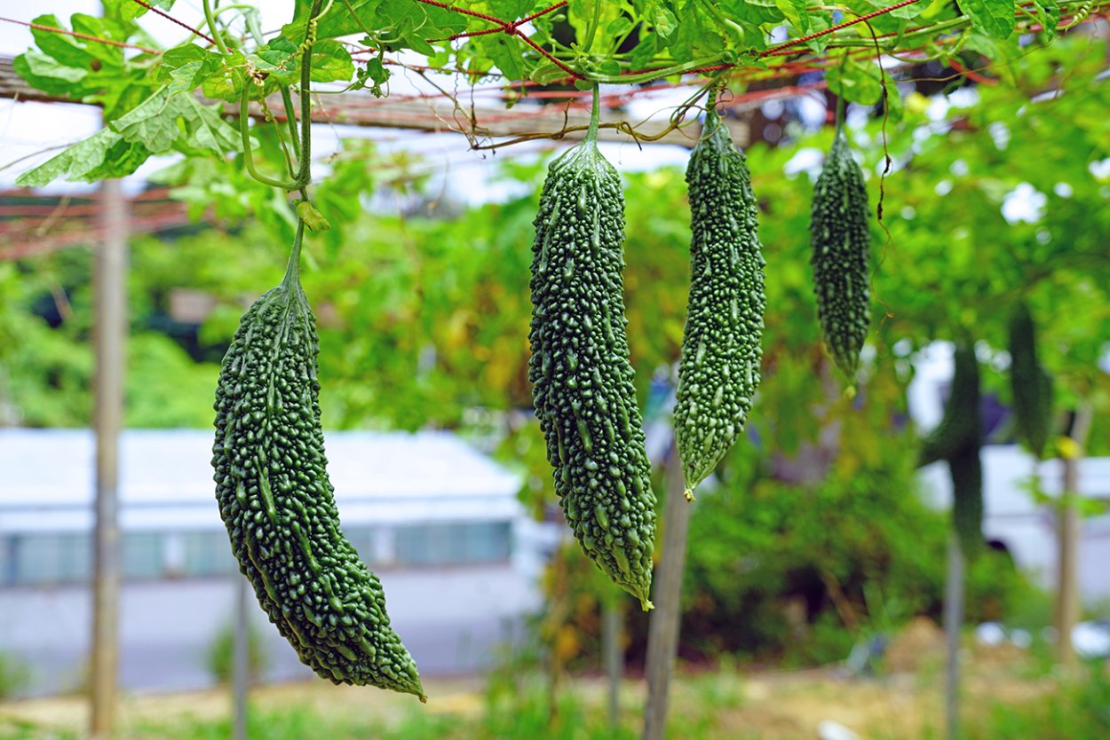 Китайский огурец момордика