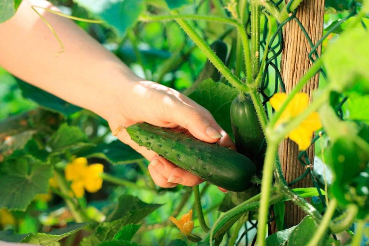 Семена огурец Бодрик f1