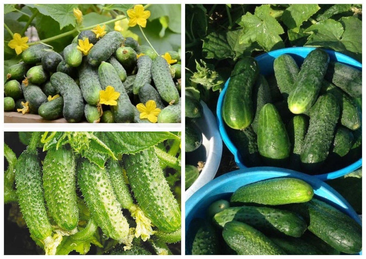 Огурцы разные