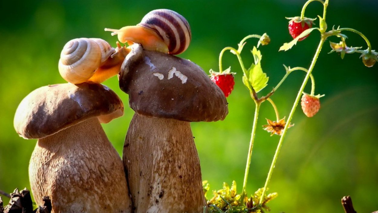 Удивительный мир природы