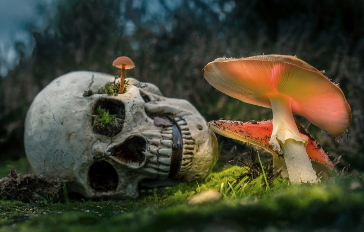 Гриб Amanita Jackson