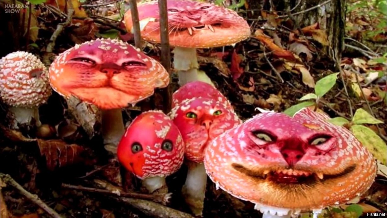 Крымский мухомор