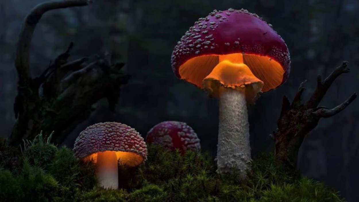 Разноцветные грибы