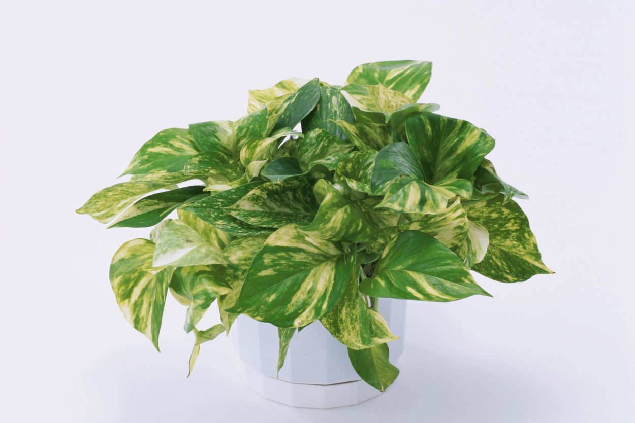 Сциндапсус Эпипремнум золотистый