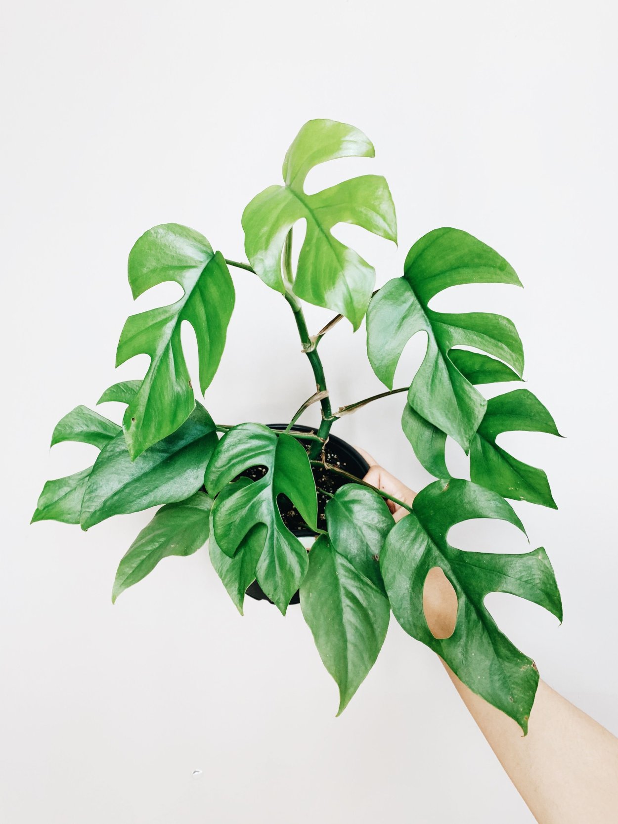 Эпипремнум н Джой