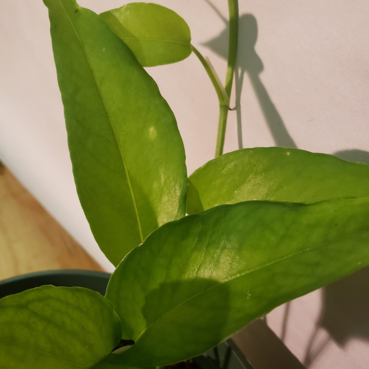 Эпипремнум скелетон