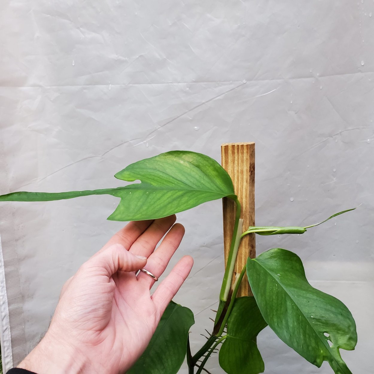 Эпипремнум - пиннатум (Epipremnum pinnatum 'Happy Leaf')