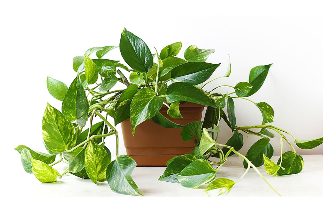 Эпипремнум Живая стена