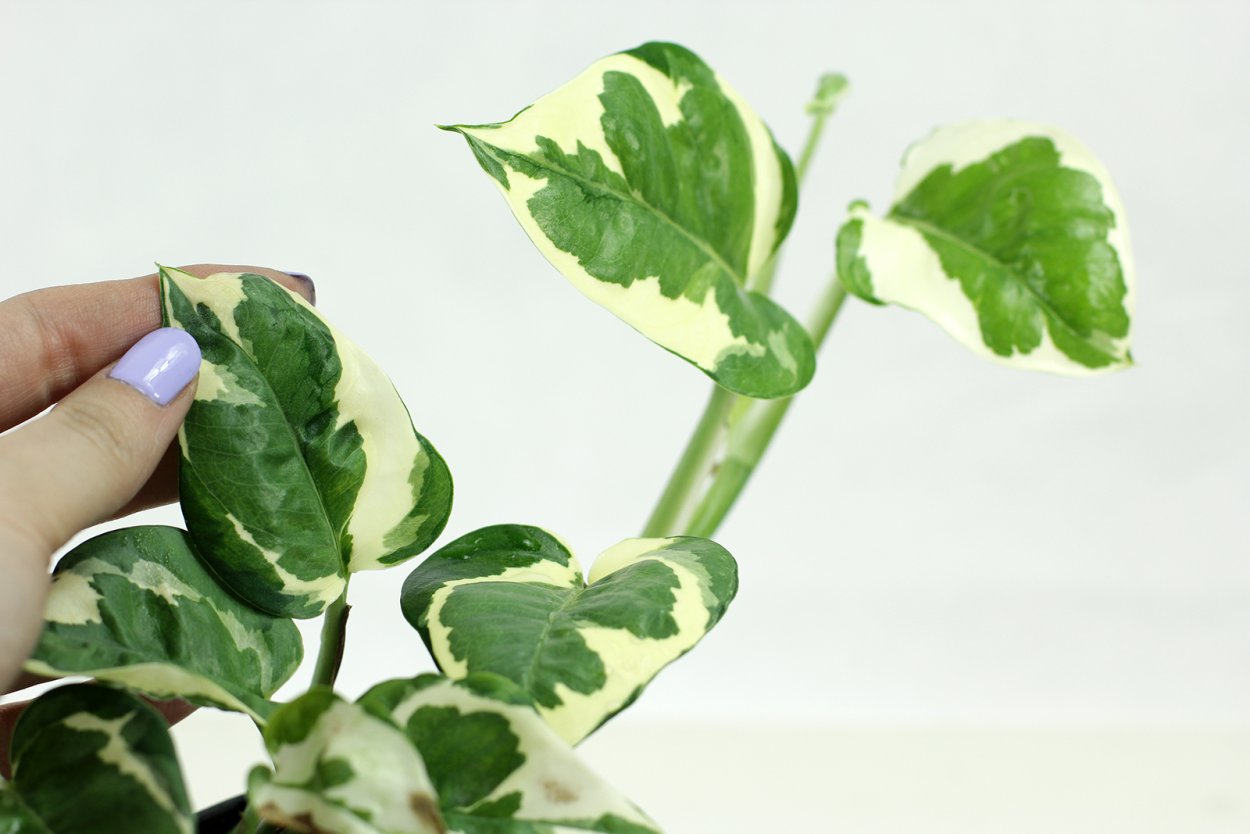 Epipremnum pinnatum leave