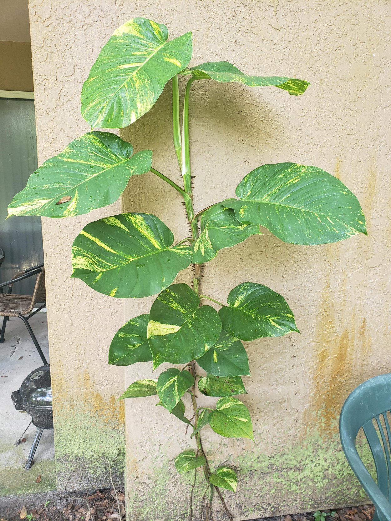 Эпипремнум White Panther