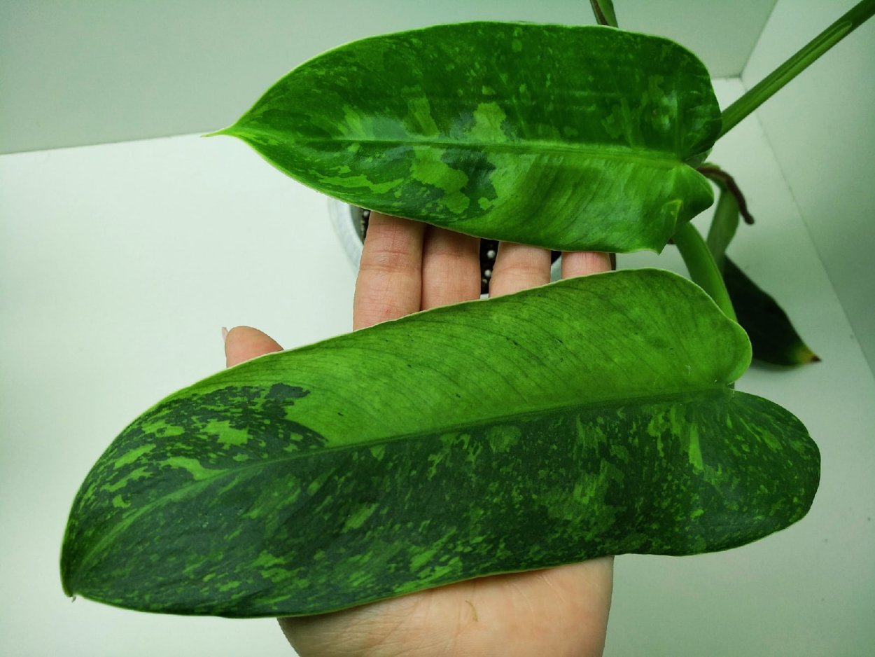 Эпипремнум мраморная Королева