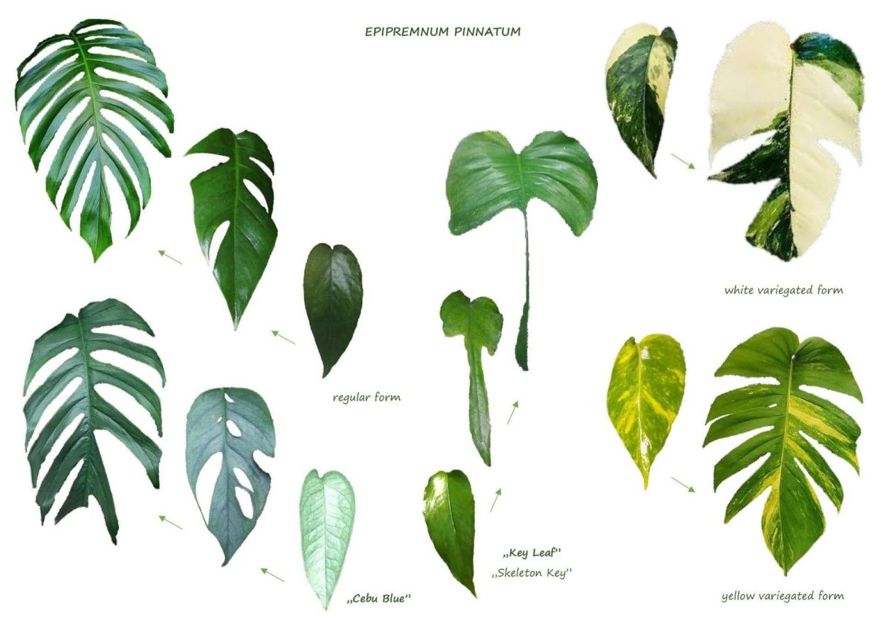 Эпипремнум пиннатум Вайт