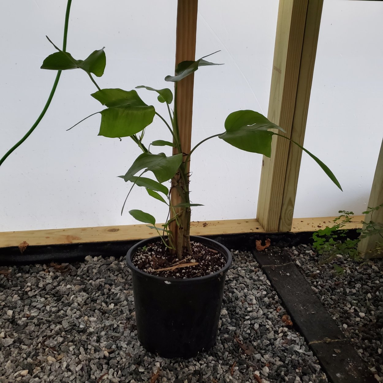 Эпипремнум Skeleton Key