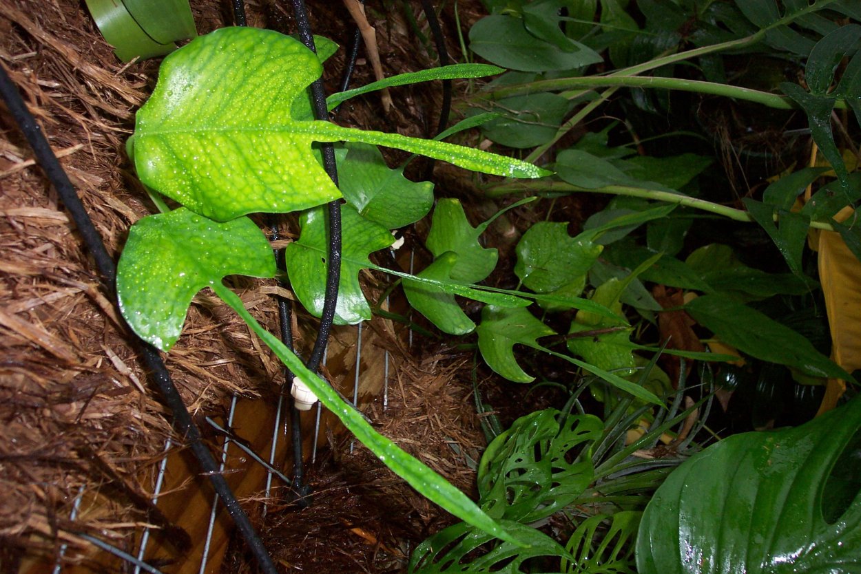 Эпипремнум скелетон Кей