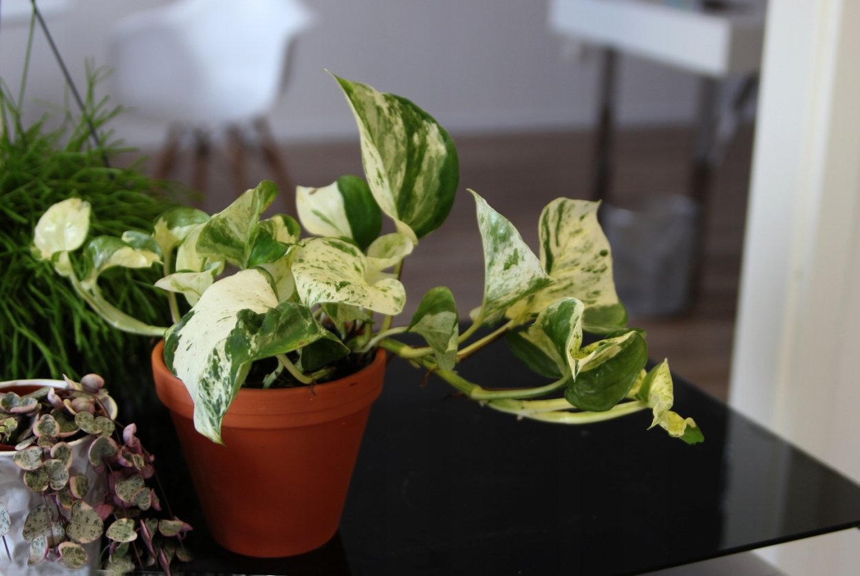 Эпипремнум Голден Потос, d-12