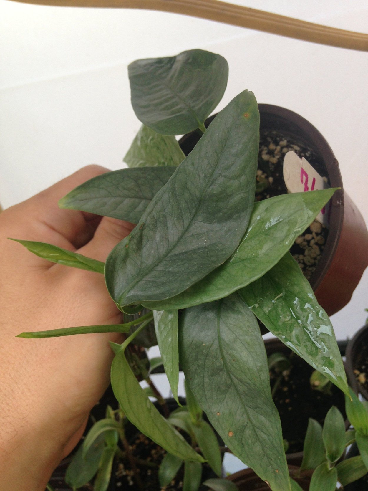 Эпипремнум пиннатум Альба