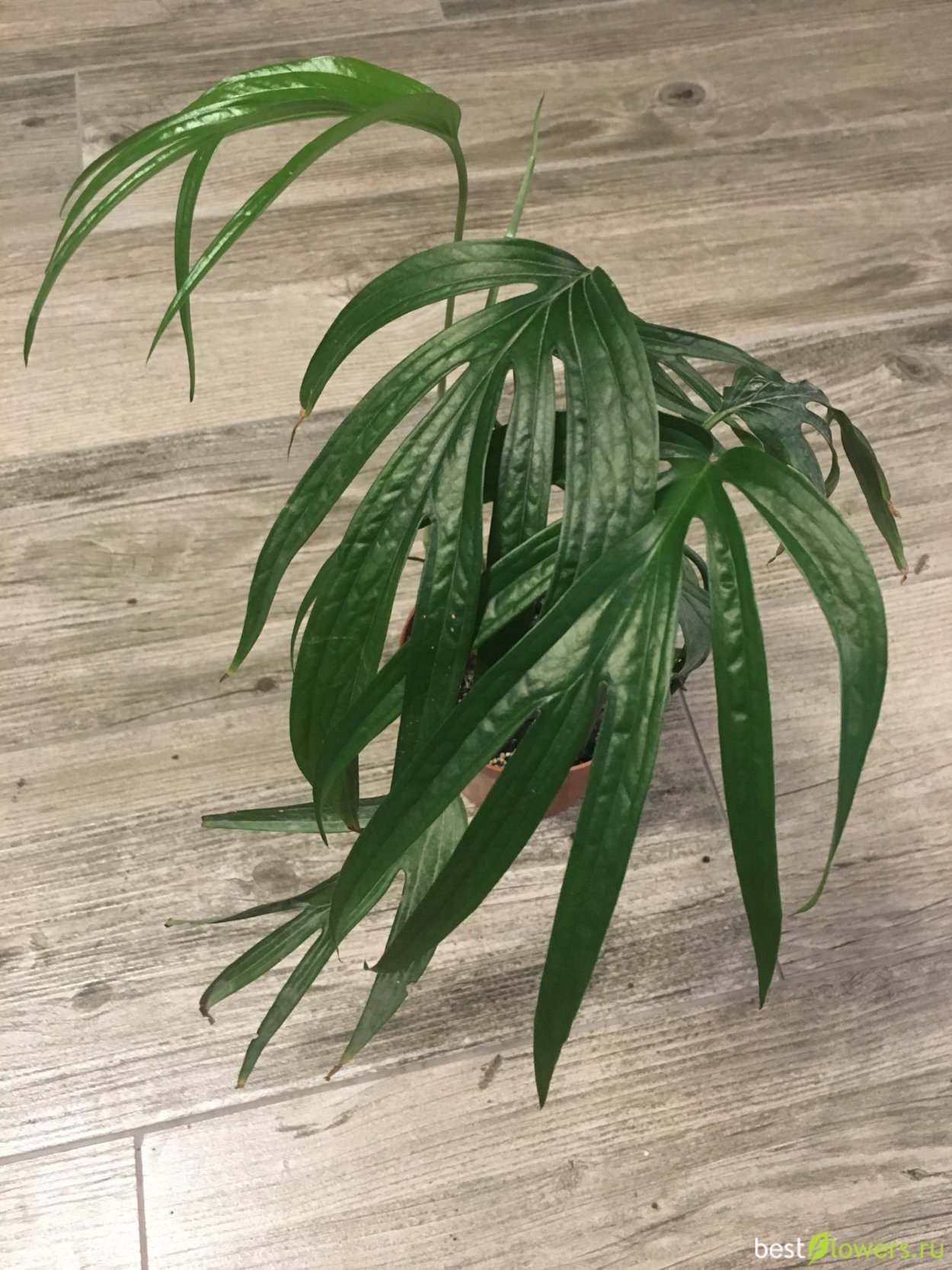 Рафидофора тетрастигма