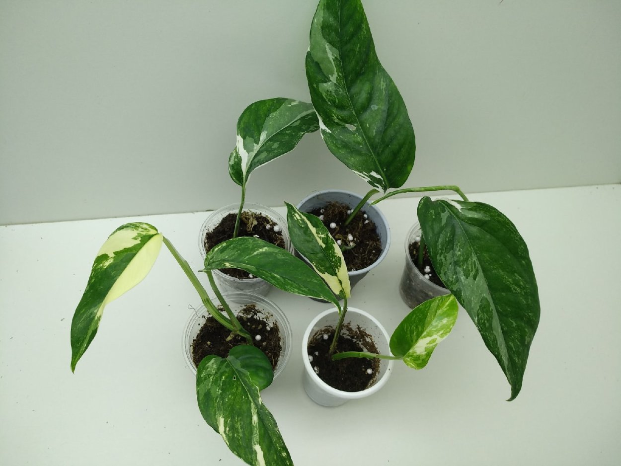 Эпипремнум Себу Блю