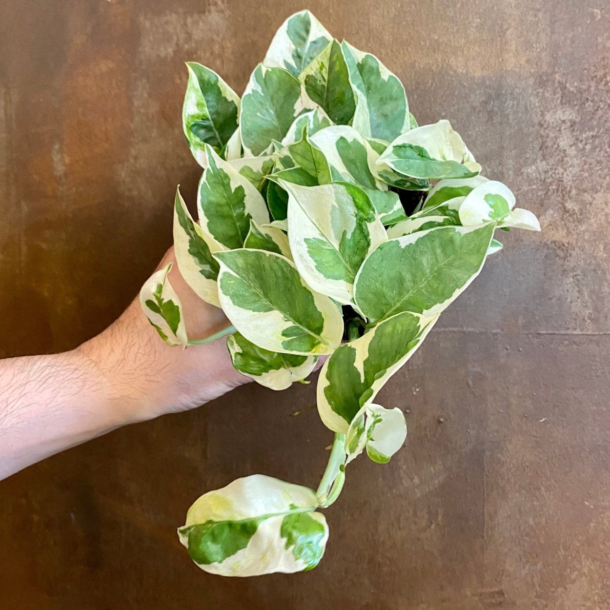 Эпипремнум Сильвер Квин