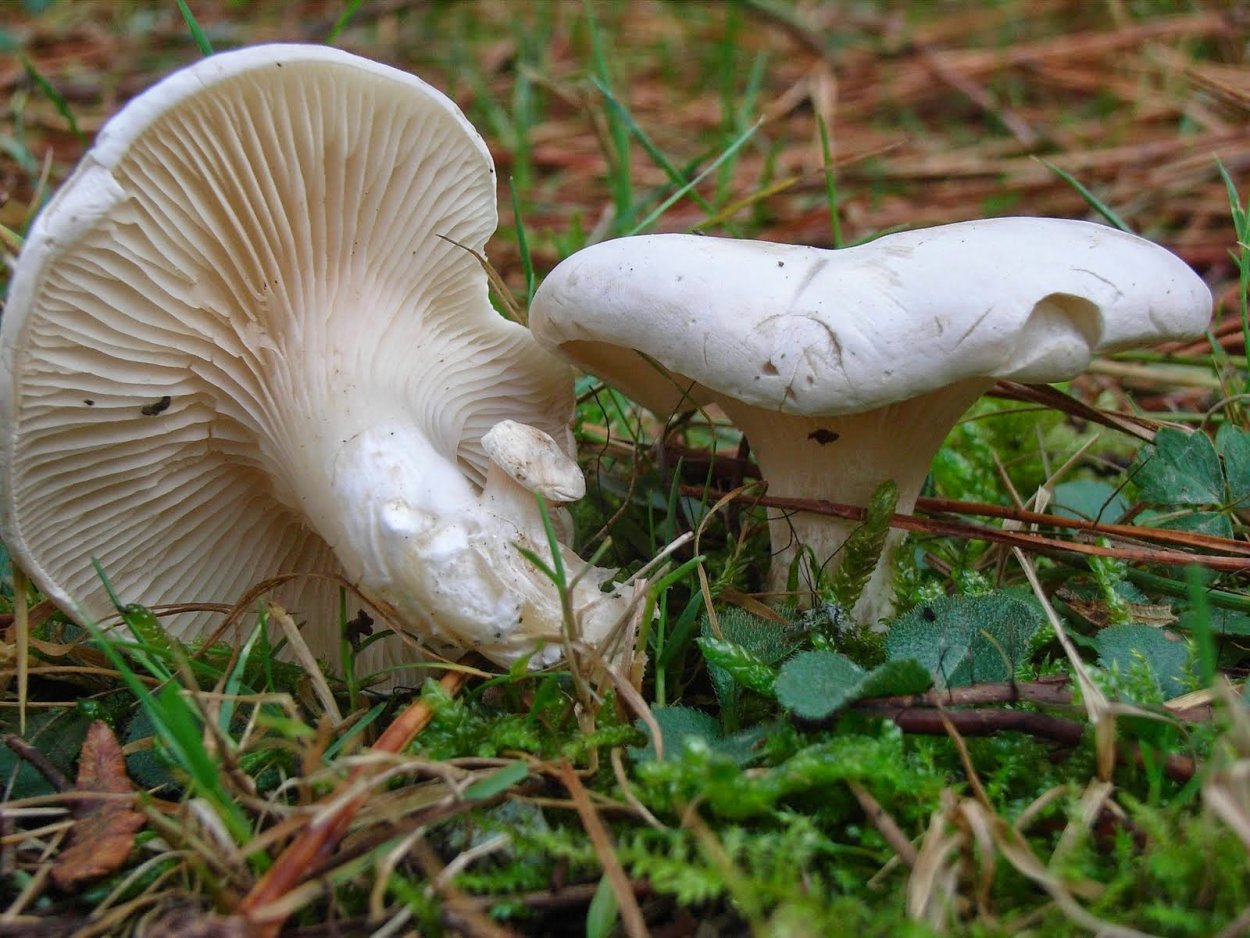 Инстаграмные букеты цветов